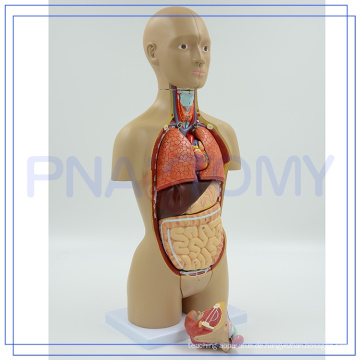 PNT-0322 hohe Qualität anatomischen menschlichen weiblichen Körper Torso Lehre Modell für Bibliothek Krankenhäuser Schule etc